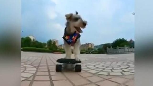 半岁雪纳瑞犬玩滑板引围观