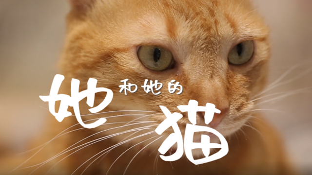 这家广州猫咖，流浪猫“打工”养活自己